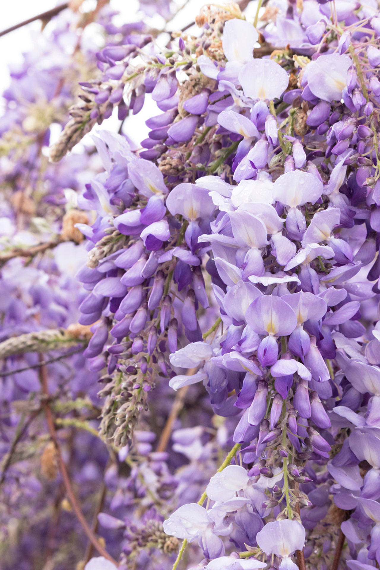 Wisteria lame if you don’t keep it under control with pruning