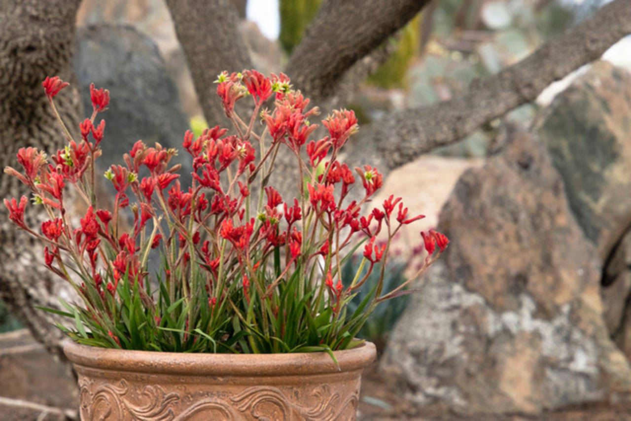 Turn a few heads with these underused plants