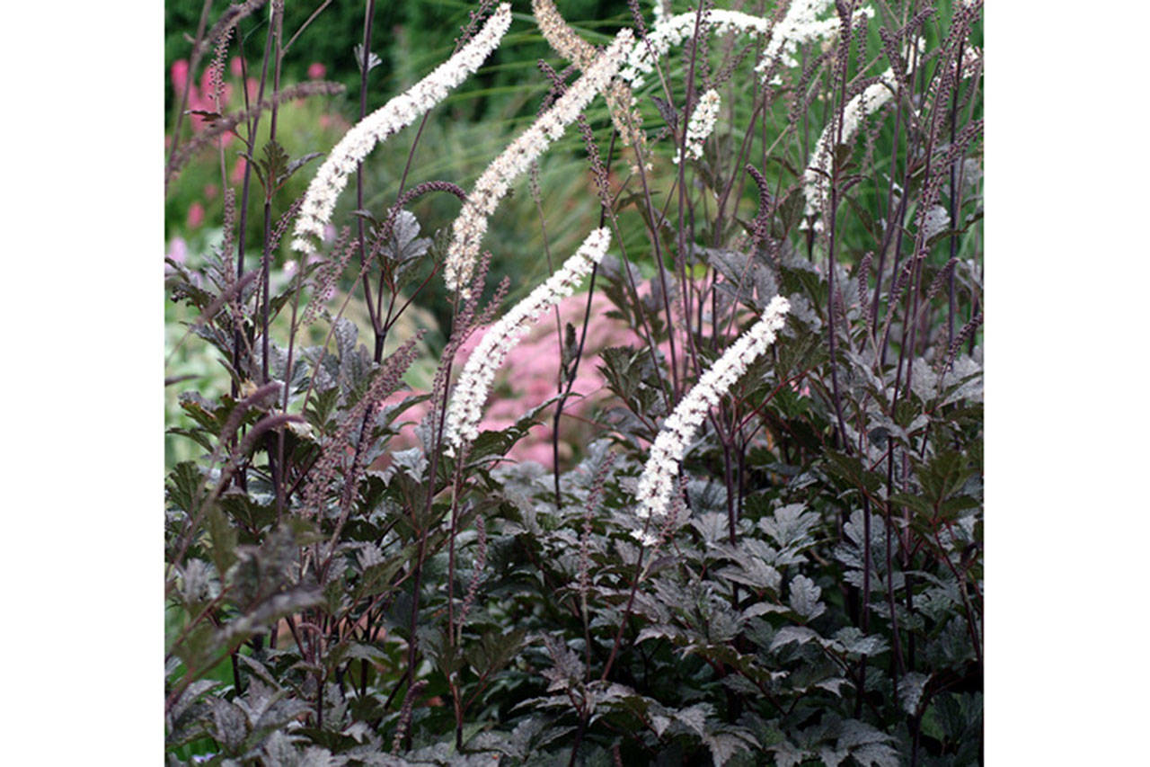 Actaea Black Negligee is one of the author’s Top 10 favorite plants.