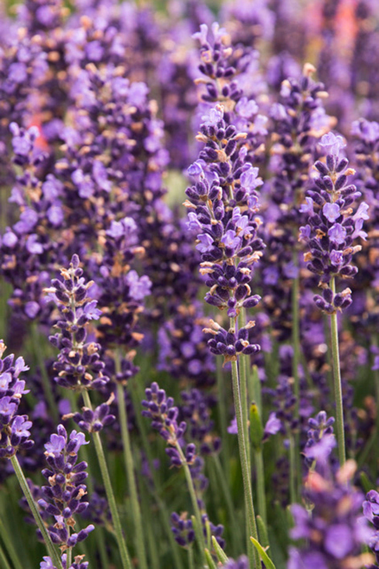 Lavender can be used for so many things