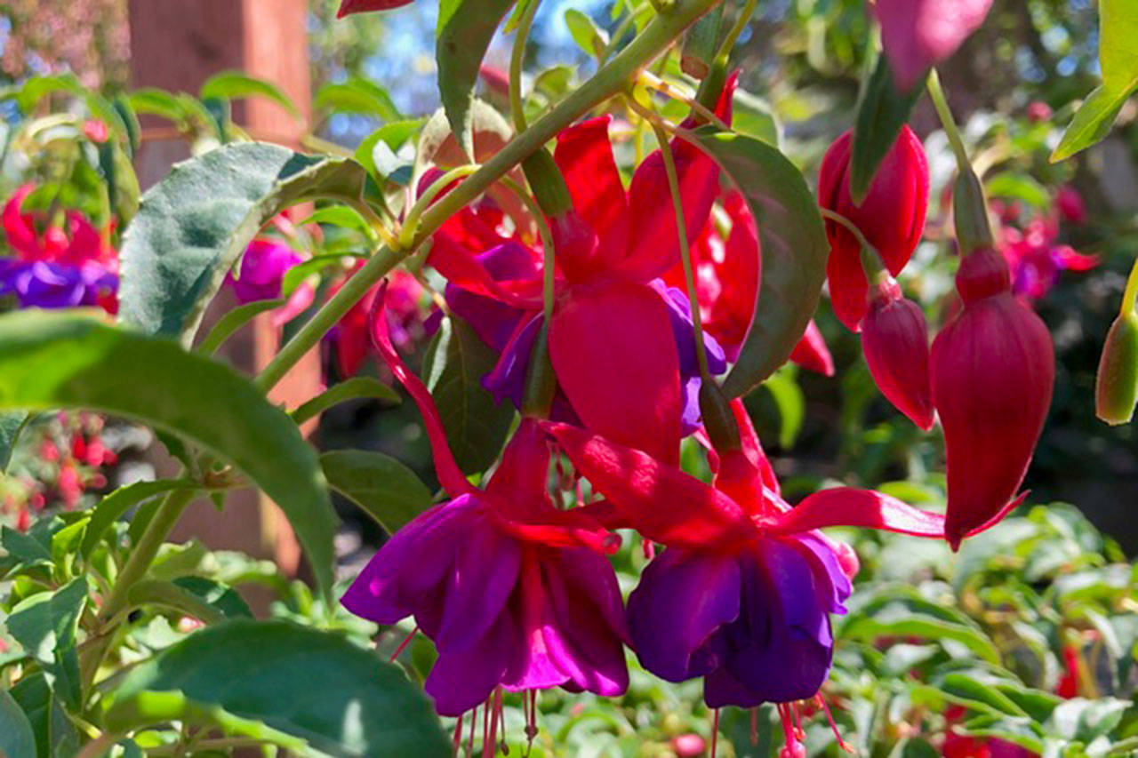 Hardy Fuchsias are so much more than a shade plant