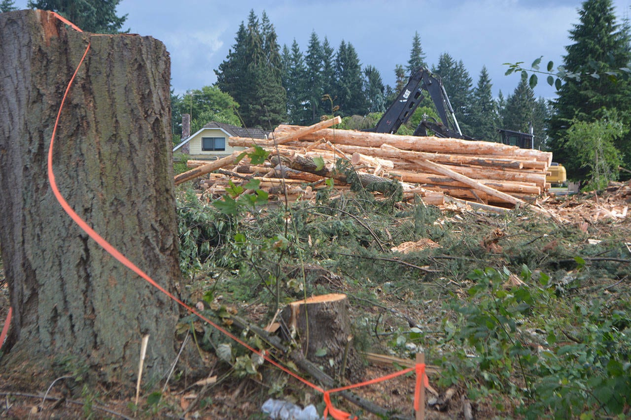 Steve Powell/Staff Photo                                 The trees came down quickly this week at Spook Woods in Marysville.