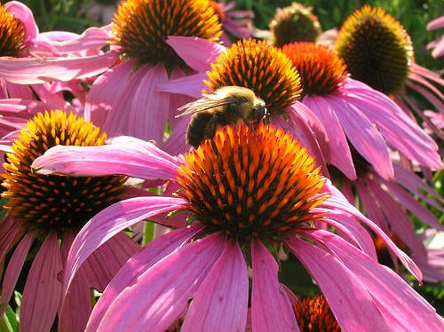 Perennial Echinacea, or ‘cone flowers,’ eye-catching this time of year