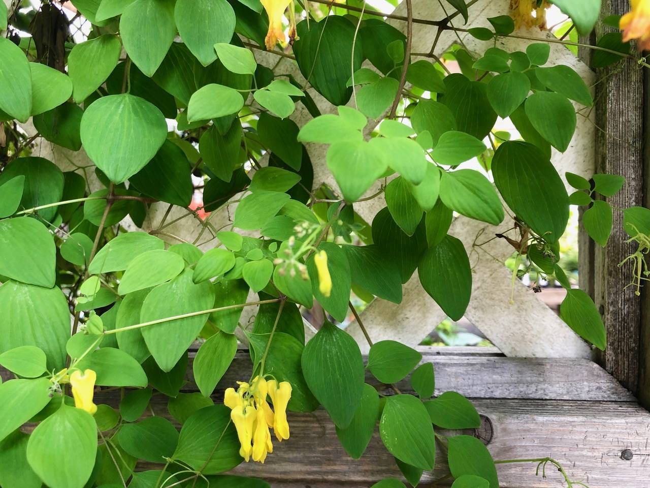 No room in your garden? Try climbers