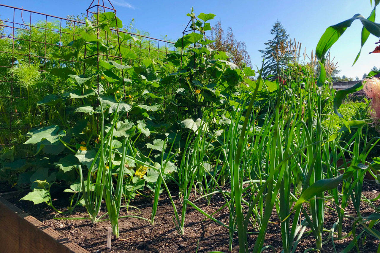 It’s a good time to plant veggies