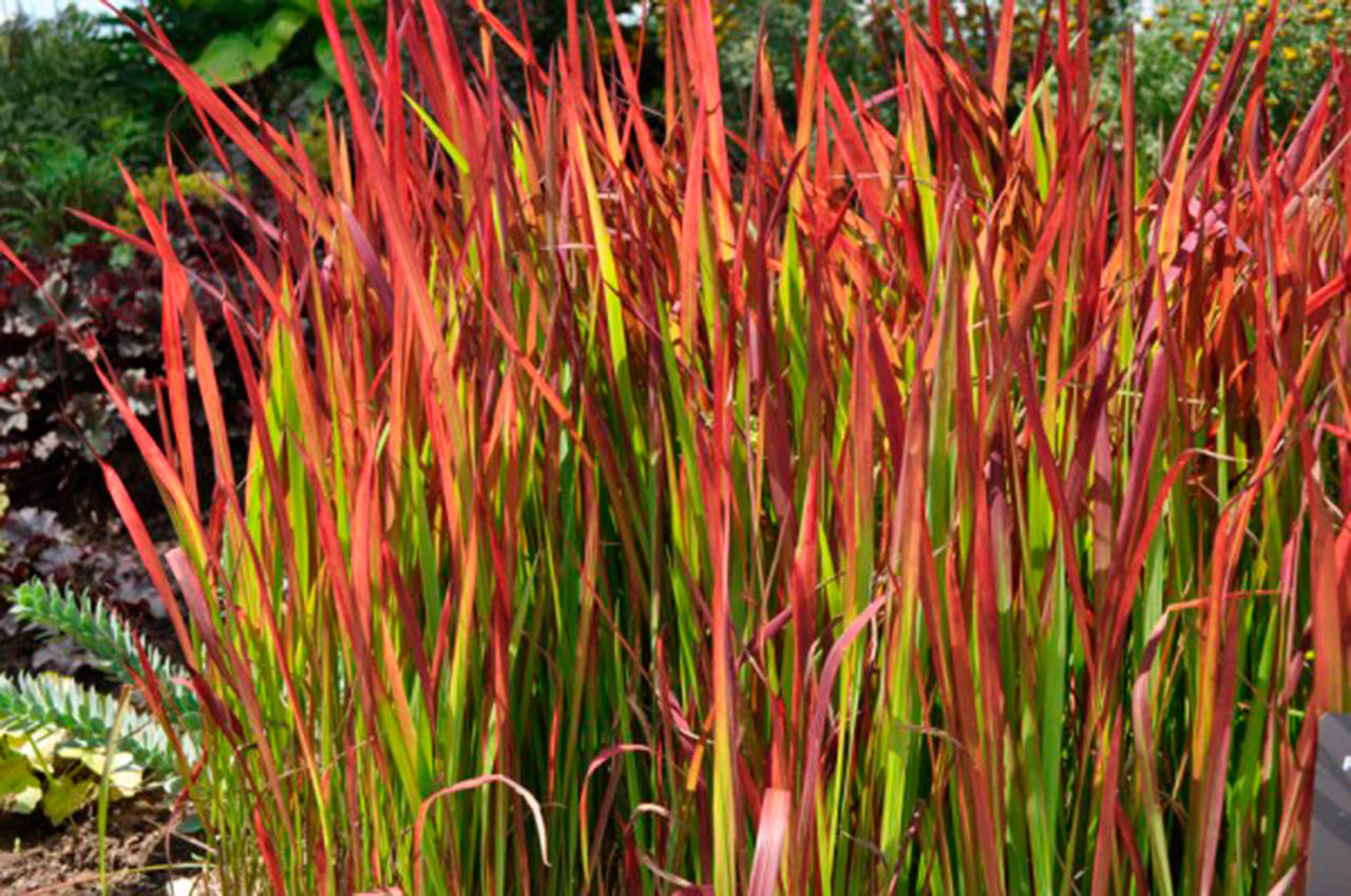Ornamental grasses a colorful must for any garden