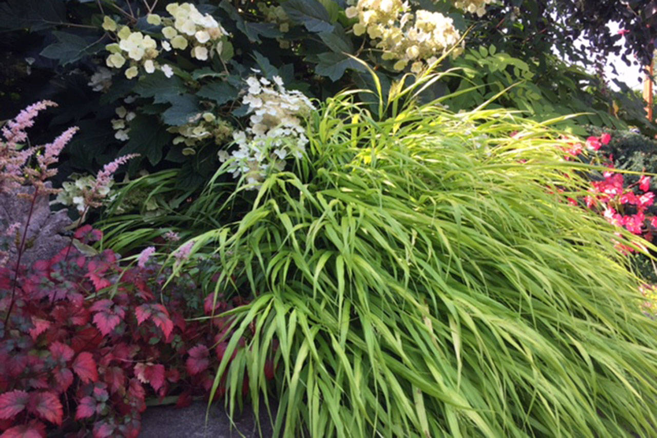 Ornamental grasses a colorful must for any garden