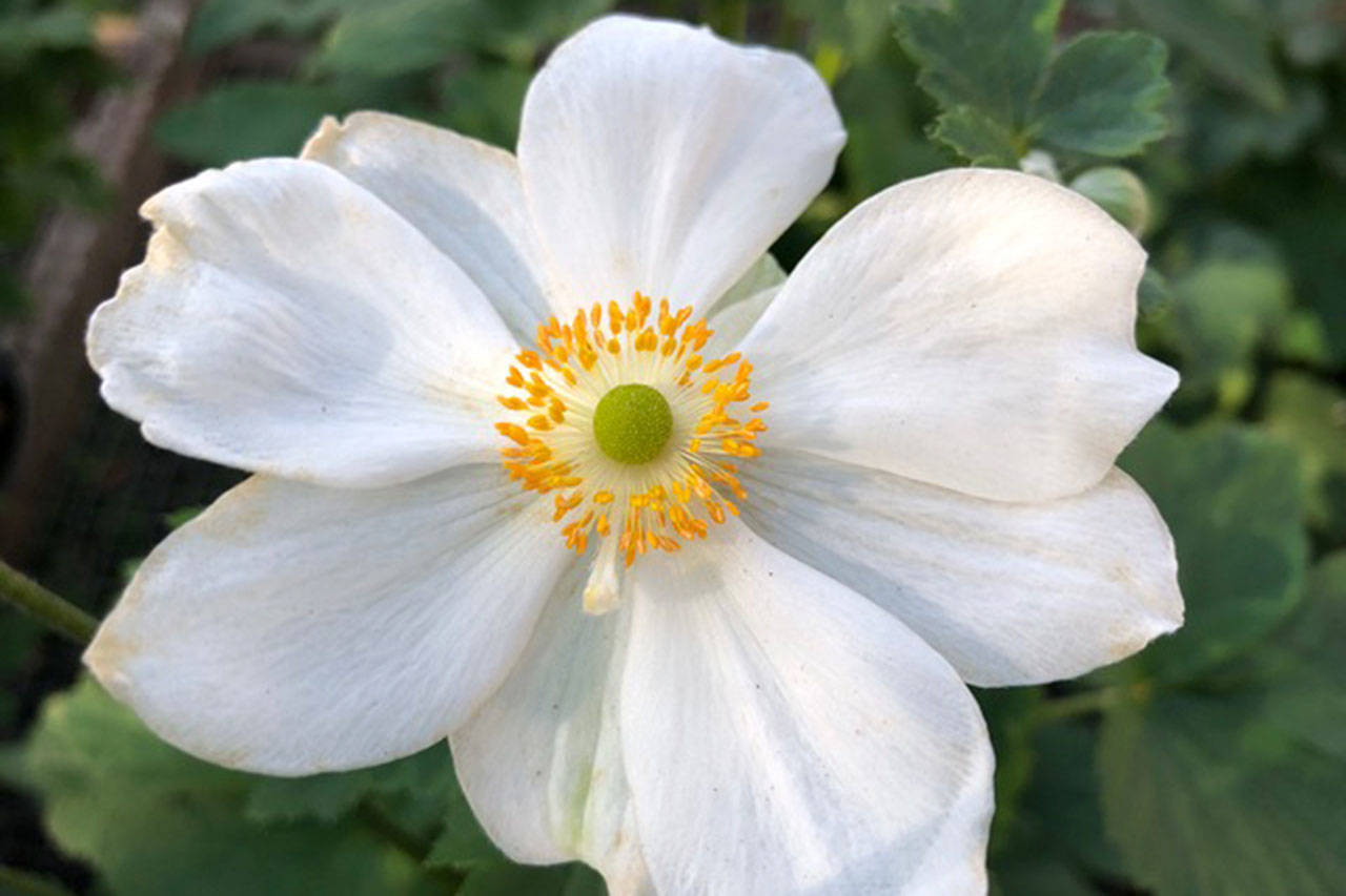 Honorine Jobert is another beautiful fall flower.