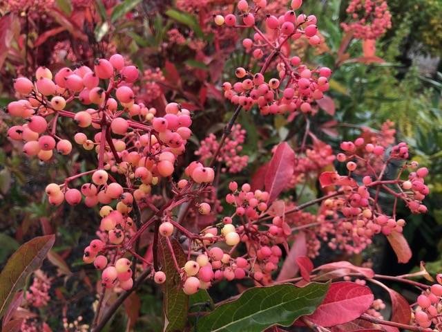The many faces of Viburnum can beautify your garden in fall