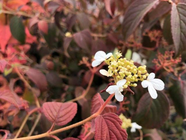 The many faces of Viburnum can beautify your garden in fall