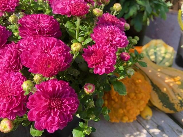 Mums in fall. (Courtesy Photos)