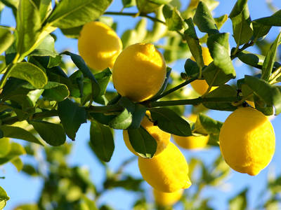 Lemon tree very pretty. (Courtesy Photo)