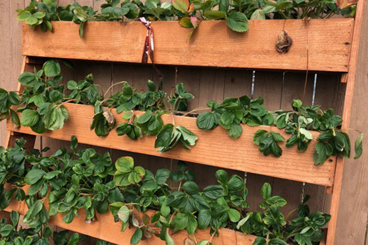 Vertical gardens, such as these strawberries, make good use of little space. (Courtesy Photos)