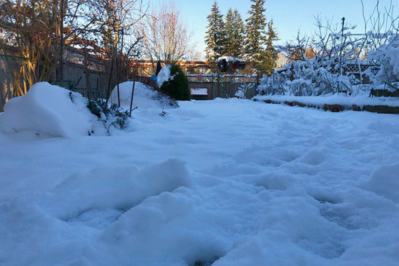 Tips on getting garden ready for arctic blast 