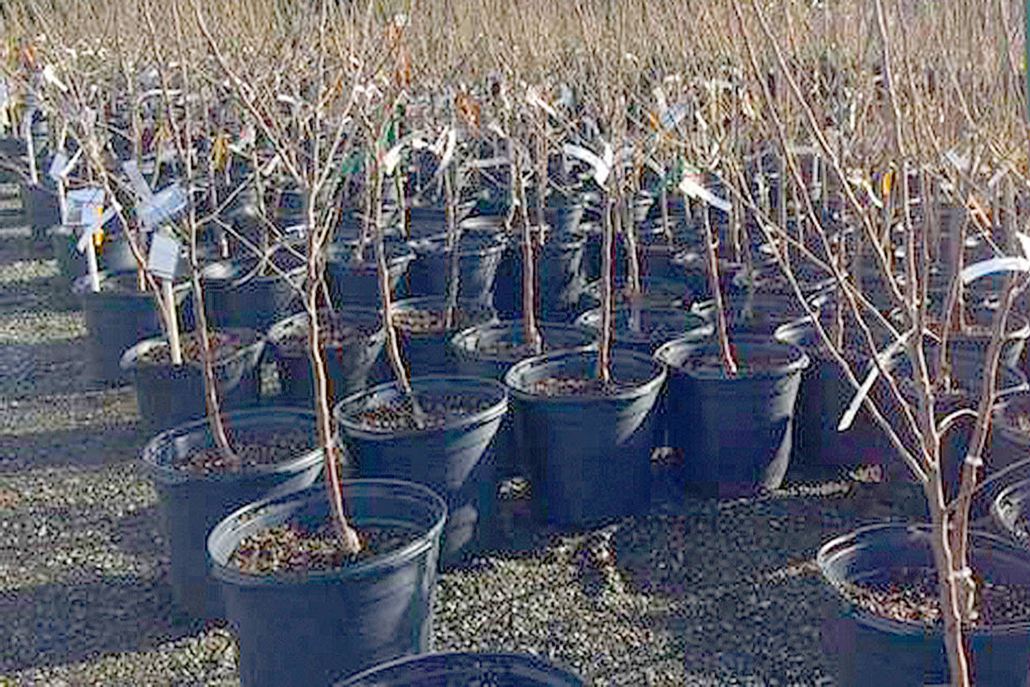 Bare-root fruit trees. (Courtesy Photos)