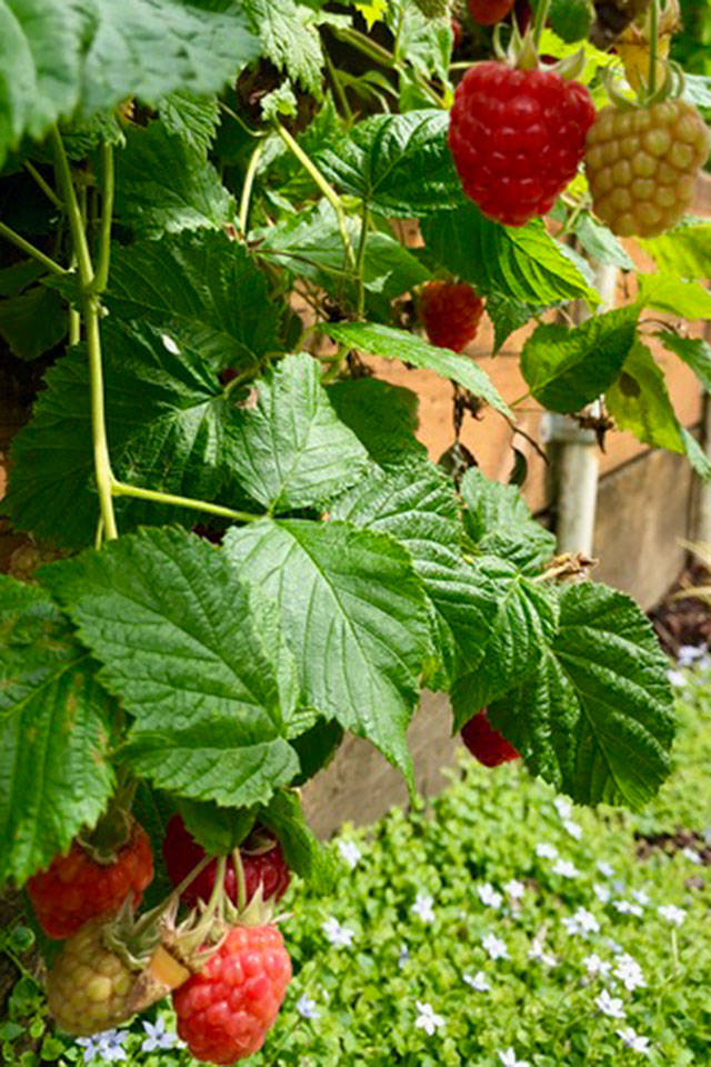 Gardeners can have a berry good time growing them in the NW