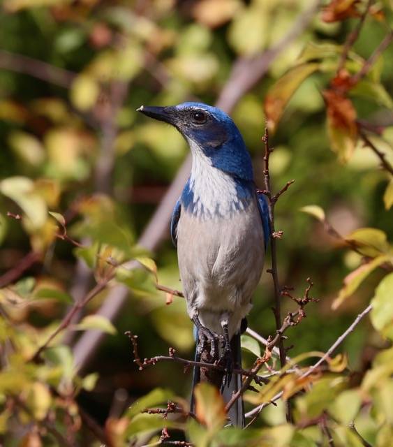 California scrub jays were spotted near Jennings Park in Marysville.