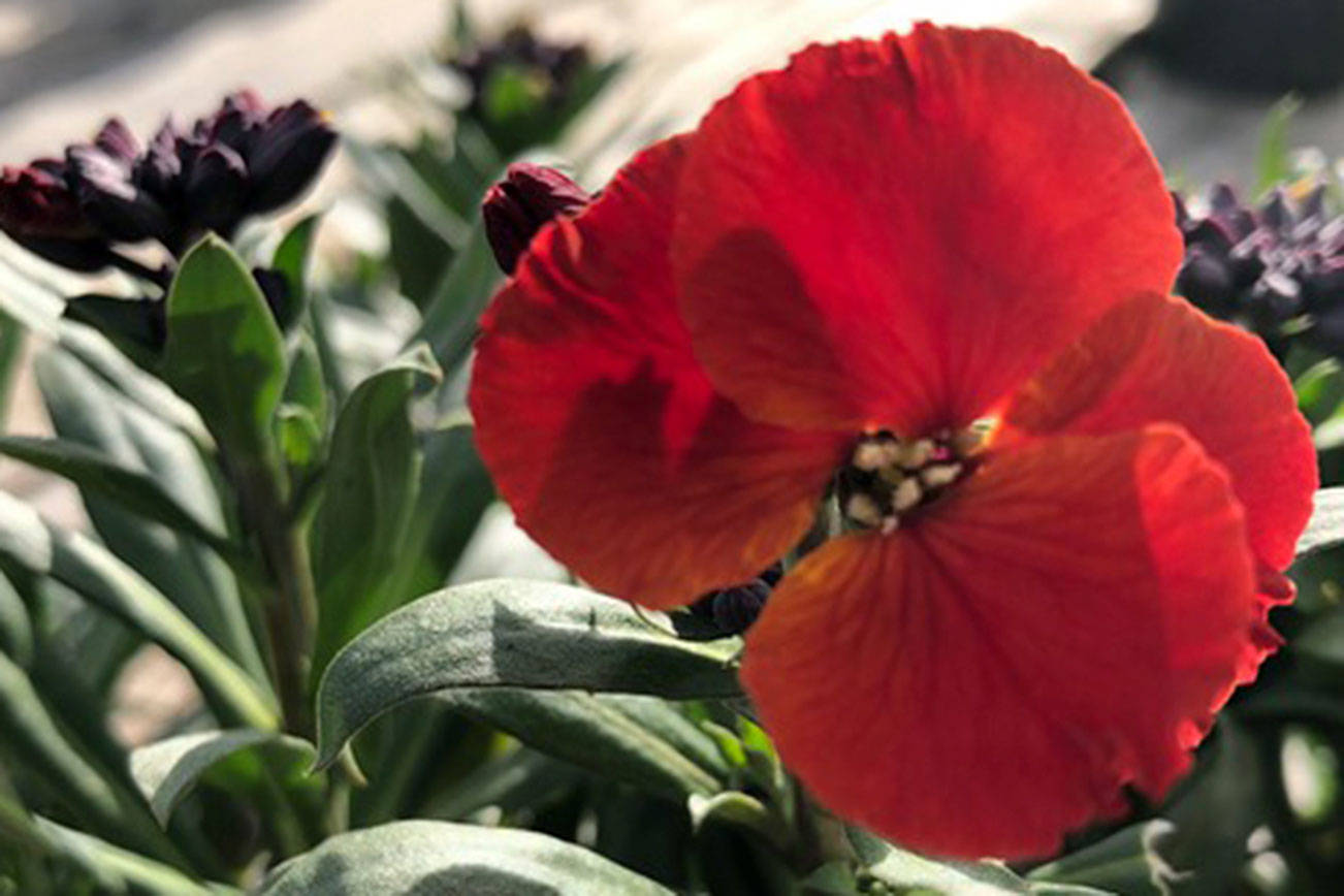 Winter Passion wallflower.