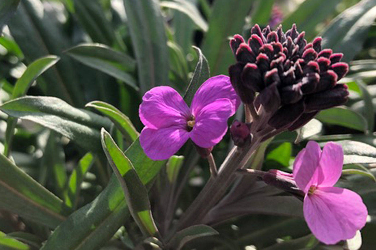 Bowles Mauve wallflower.