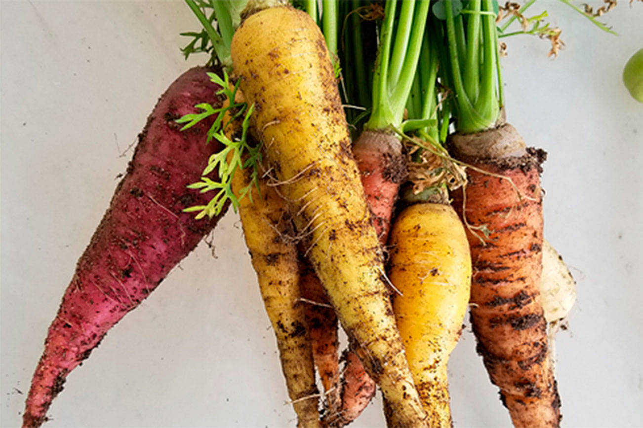 Courtesy Photo                                Colorful carrots are fun to grow.