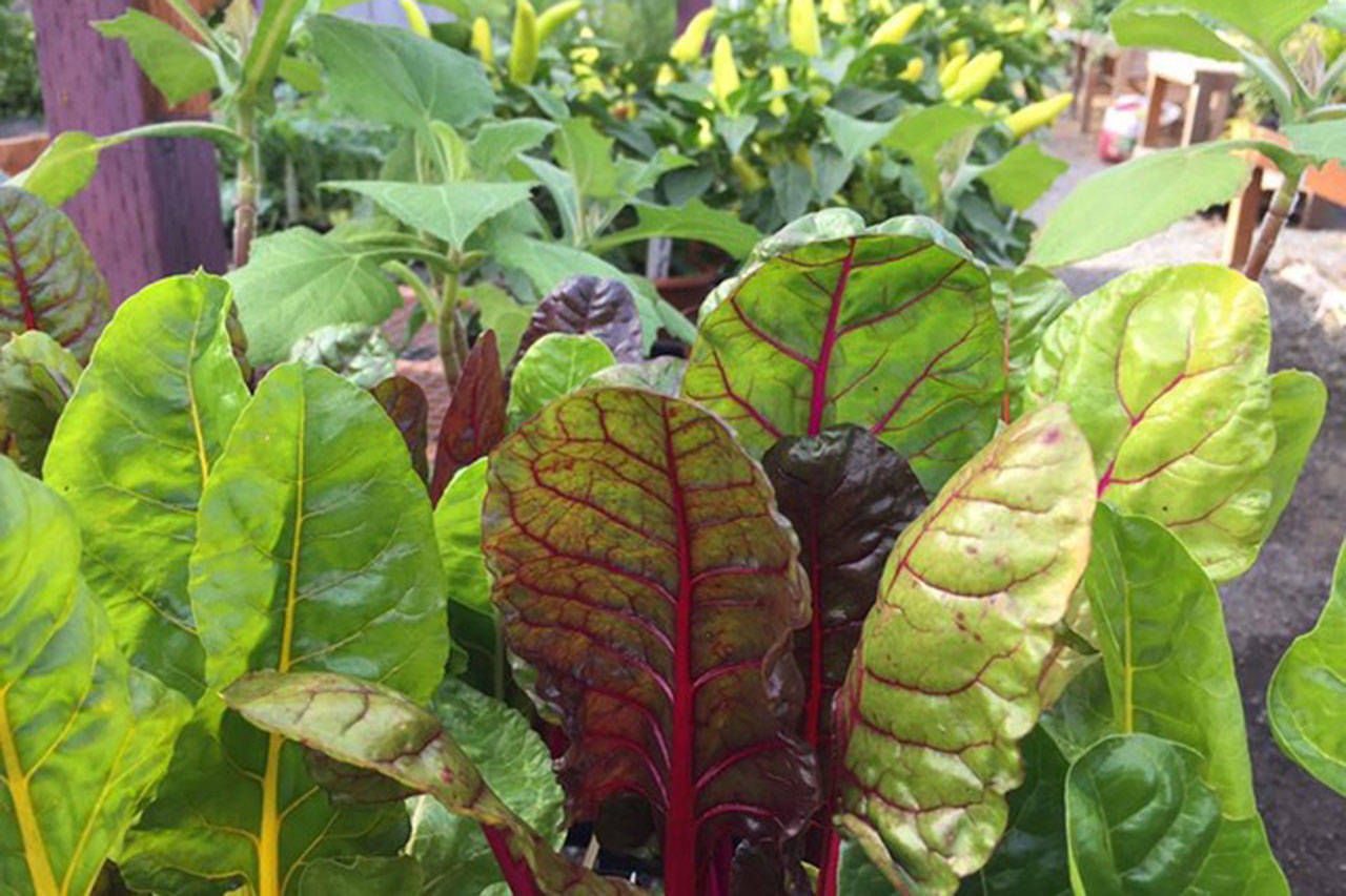 Lettuce is fun to grow at home.