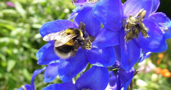 Bees on a delphium. (Courtesy Photos)