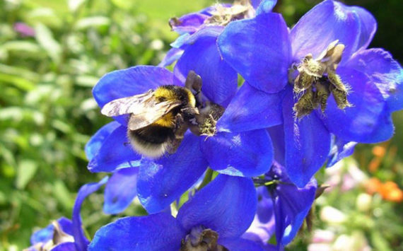 Bees on a delphium. (Courtesy Photos)