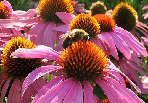 Bee on an echinacea.