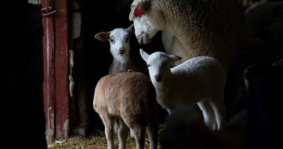 Lambs and sheep gather together in the barn while it rains at On The Lamb farm on Tuesday, March 15, 2022 in Arlington, Washington. (Olivia Vanni / The Herald)