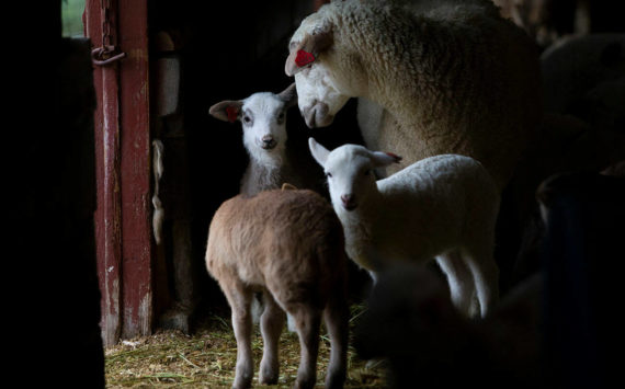Lambs and sheep gather together in the barn while it rains at On The Lamb farm on Tuesday, March 15, 2022 in Arlington, Washington. (Olivia Vanni / The Herald)
