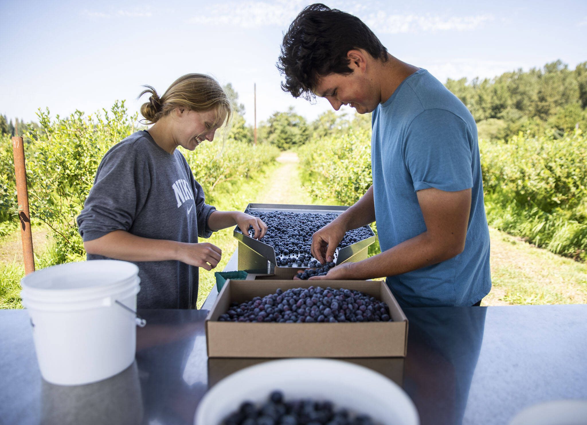 Ella Larson, left, and Simon Fuentes sort through blueberries at Hazel Blue Acres on Friday, in Arlington. (Olivia Vanni / The Herald)