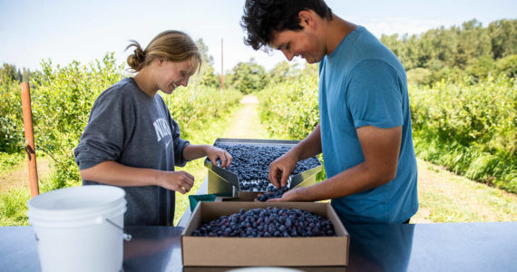 Ella Larson, left, and Simon Fuentes sort through blueberries at Hazel Blue Acres on Friday, Aug. 12, 2022 in Arlington, Washington. (Olivia Vanni / The Herald)