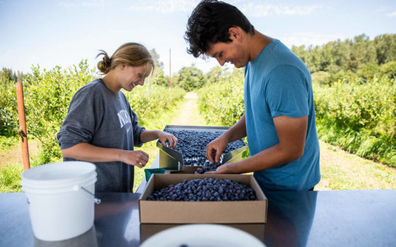 Ella Larson, left, and Simon Fuentes sort through blueberries at Hazel Blue Acres on Friday, Aug. 12, 2022 in Arlington, Washington. (Olivia Vanni / The Herald)