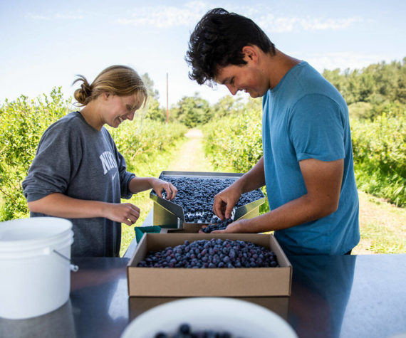 Ella Larson, left, and Simon Fuentes sort through blueberries at Hazel Blue Acres on Friday, Aug. 12, 2022 in Arlington, Washington. (Olivia Vanni / The Herald)