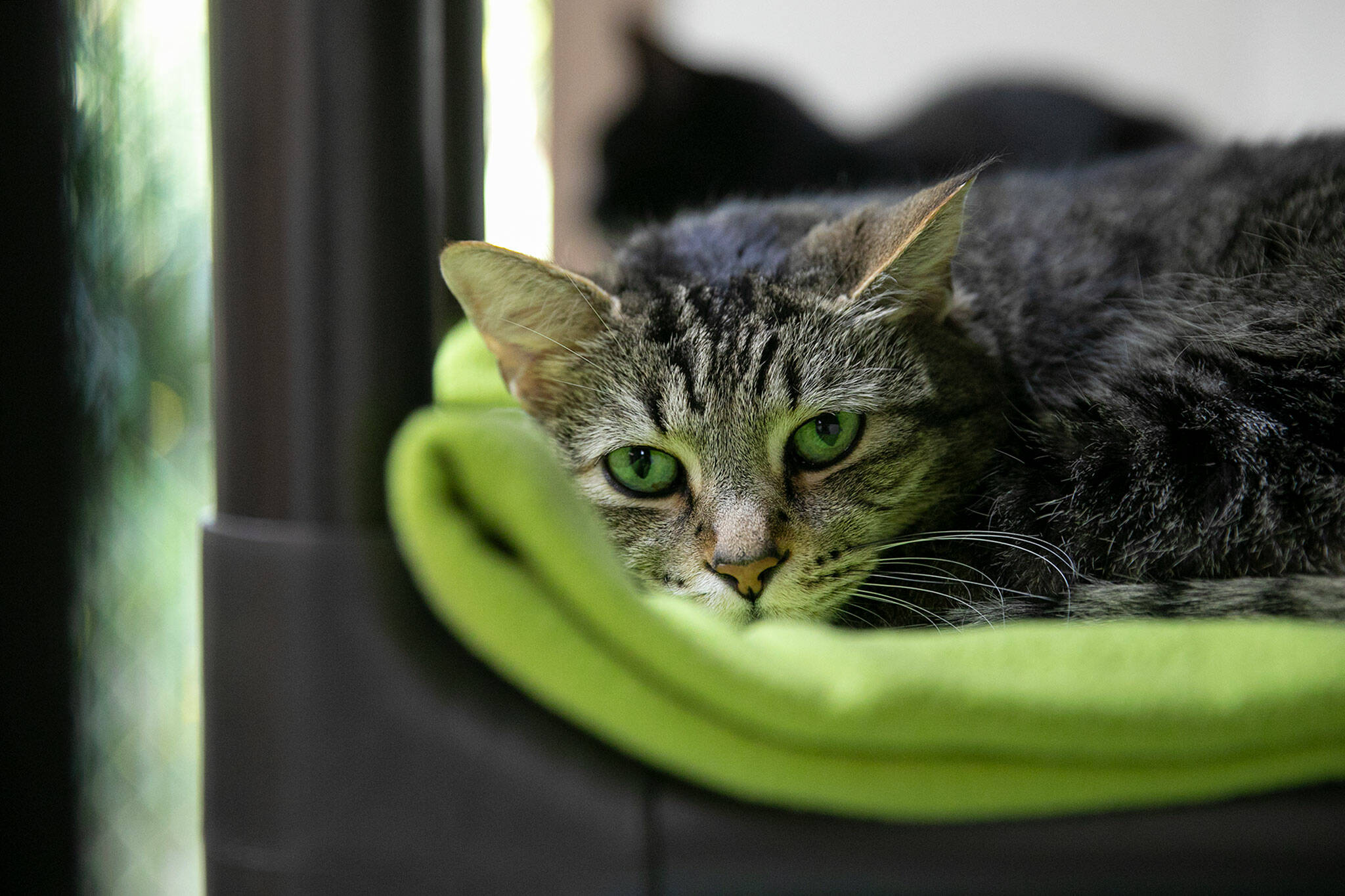 A cat in the adoption room tries to get comfortable for a nap despite having visitors July 20 at Purrfect Pals Cat Sanctuary near Arlington. (Ryan Berry / The Herald)