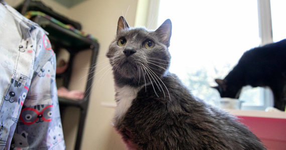 Servo looks towards the photographer while trying to get some pets from people in the room on Wednesday, July 20, 2022, at Purrfect Pals Cat Sanctuary in Arlington, Washington. (Ryan Berry / The Herald)