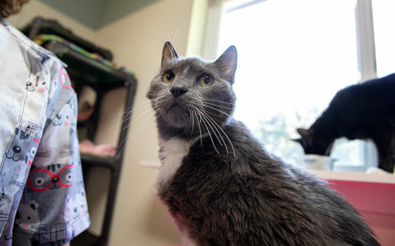 Servo looks towards the photographer while trying to get some pets from people in the room on Wednesday, July 20, 2022, at Purrfect Pals Cat Sanctuary in Arlington, Washington. (Ryan Berry / The Herald)