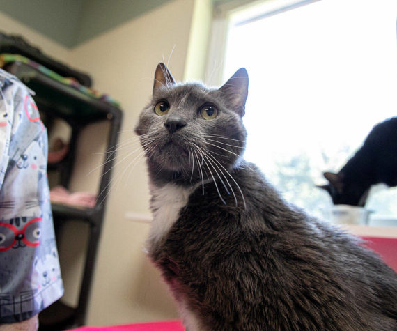 <p>Servo looks towards the photographer while trying to get some pets from people in the room on Wednesday, July 20, 2022, at Purrfect Pals Cat Sanctuary in Arlington, Washington. (Ryan Berry / The Herald)</p>