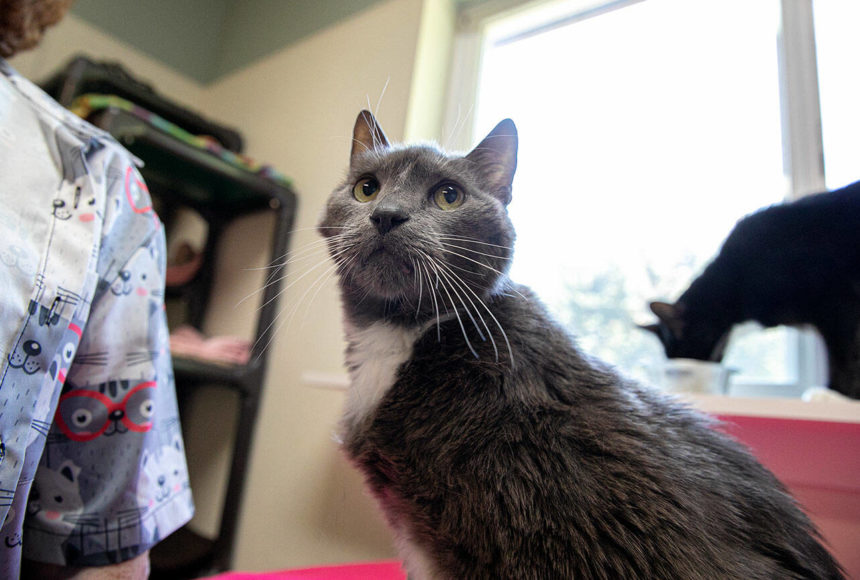 <p>Servo looks towards the photographer while trying to get some pets from people in the room on Wednesday, July 20, 2022, at Purrfect Pals Cat Sanctuary in Arlington, Washington. (Ryan Berry / The Herald)</p>